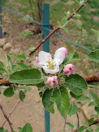Malus- 4 in 1 cold climate (apple) 